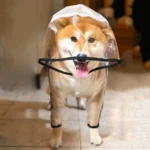 Shiba Inu joyeux avec casque protecteur dans un intérieur chaleureux et accueillant.