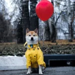 Shiba Inu en manteau jaune avec ballon rouge, ambiance automnale joyeuse et sereine.