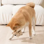 Shiba Inu joueur avec un jouet dans un salon chaleureux et accueillant.