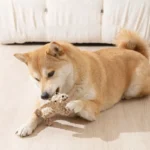 Un Shiba Inu joue joyeusement avec un ours en peluche dans une ambiance chaleureuse.