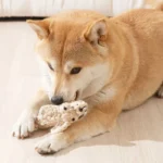 Un Shiba Inu joue joyeusement avec son jouet doux dans un intérieur éclairé.