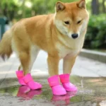 Shiba Inu avec bottes roses samuse sur un pavé humide dans un parc verdoyant.