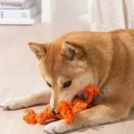 Shiba Inu joue avec un jouet orange dans un intérieur cosy et lumineux.
