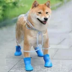 Shiba Inu joyeux en plein air sous la pluie, vêtu dun imperméable et de bottes.