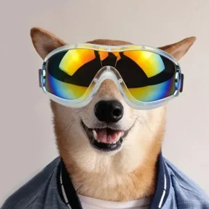 Shiba Inu joyeux avec lunettes colorées et tenue décontractée, un moment amusant et adorable.