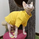 Sphynx élégant en chemise jaune sur plateforme rose, avec un fond chaleureux et accueillant.