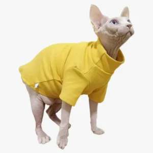 Sphynx curieux en t-shirt jaune, mignon et plein de personnalité.