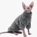 Sphynx adorable dans un pull gris, curieux et stylé, au fond blanc.