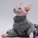 Sphynx avec un pull gris confortable et des yeux bleus expressifs, pose élégante et détendue.