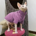 Un chat Sphynx en pull violet, confiant sur un socle, dans un cadre ludique.