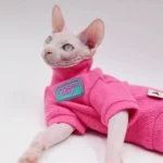 Chat Sphynx dans un pull rose, regard captivant et style décontracté.