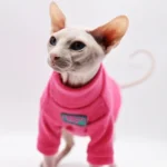 Sphynx en pull rose, yeux bleus curieux, prêt à explorer dans un décor minimaliste.