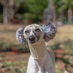 Un greyhound amusant en jardin, portant un pull coloré avec pompons.