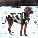 Weimaraner en manteau camouflage dans un paysage enneigé, élégant et curieux.