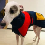 Chien Whippet élégant en manteau coloré dans un intérieur chaleureux et accueillant.