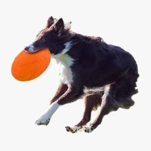 Un border collie dynamique avec un frisbee orange, capturant lesprit du jeu en plein air.