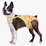 Boston Terrier joyeux en tenue jaune ludique avec motifs, plein de charme et de curiosité.