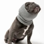 Charming bulldog français gris avec un vêtement tricoté, posant mignonnement sur fond blanc.