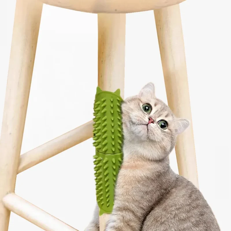 Chat curieux jouant avec un cactus vert sur un tabouret en bois.