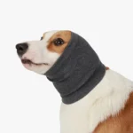 Chien adorable en balaclava grise, avec un regard curieux et une personnalité ludique.