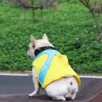 Petit bulldog français en imperméable jaune dans un parc verdoyant.