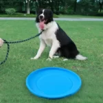 Un chien joyeux joue avec un frisbee bleu sur une pelouse verte.