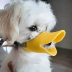 Chien mignon avec un museau en forme de canard jaune, dans un décor intérieur chaleureux.