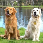 Deux chiens heureux au bord de leau, profitant du soleil et de lamitié.