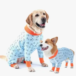 Chiens en pyjamas assortis, un Labrador et un Corgi, affichent une belle complicité.