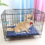 Chihuahua Alice dans sa cage confortable avec coussin bleu et nœud rouge, ambiance chaleureuse.