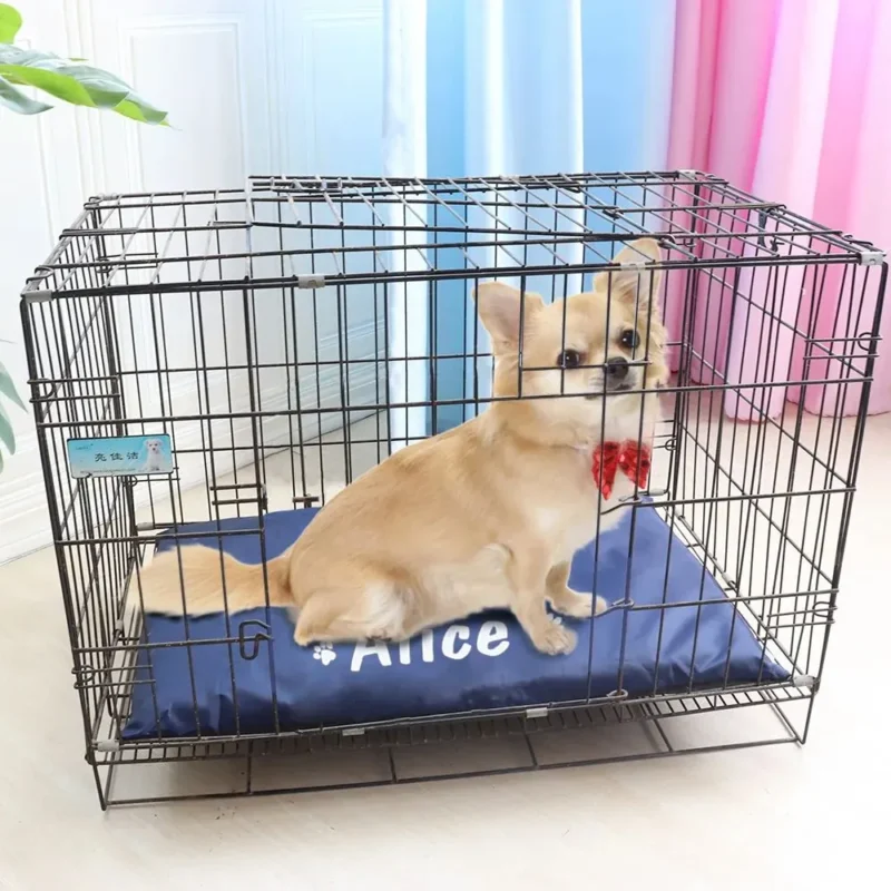 Chihuahua Alice dans sa cage confortable avec coussin bleu et nœud rouge, ambiance chaleureuse.