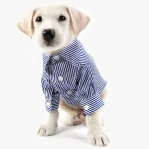 Chiot Labrador en chemise rayée bleu et blanc, adorable et élégant, prêt à séduire.