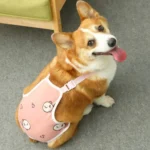 Corgi adorable en harnais rose, souriant sur un sol doux dans un intérieur confortable.