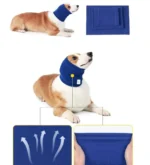 Corgi avec col bleu et tapis thermique pour confort et bien-être des animaux.