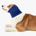 Corgi adorable avec écharpe bleue, expression joyeuse et paisible dans un cadre minimaliste.