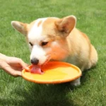 Corgi joyeux jouant avec un frisbee orange sur une pelouse verdoyante en plein air.