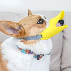 Corgi amusant avec un museau jaune en forme de canard sur un canapé cosy.