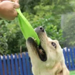 Jeu amusant entre un Labrador et son maître avec un jouet vert dans un parc.