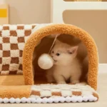 Un adorable chaton crème et gris joue dans un tunnel doux, captivé par un pom-pom.