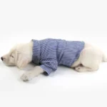 Un adorable chiot en tenue rayée se repose paisiblement, rayonnant de charme et de douceur.