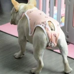 Chien bulldog français en tenue rose joyeuse dans un environnement accueillant.