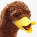 Poodle joyeux avec un museau canard jaune, surprenant et amusant sur fond blanc.