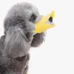 Poodle gris amusant avec un masque en forme de canard, expression joyeuse et ludique.