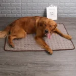 Golden retriever relaxant sur un tapis confortable dans un intérieur chaleureux et accueillant.