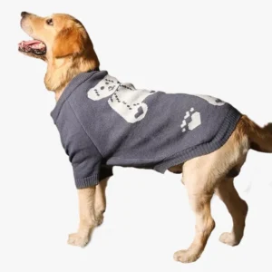 Golden retriever heureux en pull gris avec motifs, rayonnant de joie et de confort.