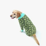 Golden retriever joyeux en sweater vert avec motifs dollar, adorable et amusant.