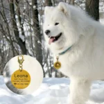 Samoyed Leona dans la neige, un moment de sérénité en hiver.