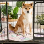 Shiba Inu dans une cage confortable entourée de plantes vertes et dune couverture colorée.