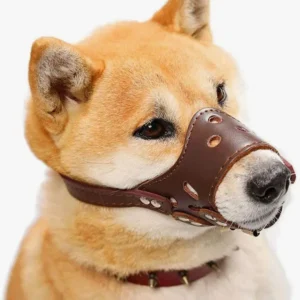 Shiba Inu avec museau en cuir brun sur fond blanc, élégant et bien soigné.