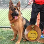 Tammy, un berger allemand, joue paisiblement dans le parc avec son maître.